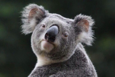 Koala - быстрая компиляция Sass.